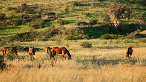 Horses in paddock at base of steep hill - Australian Stock Image