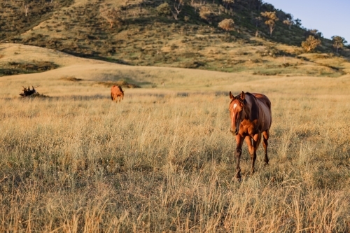 Horses in paddock at base of steep hill - Australian Stock Image
