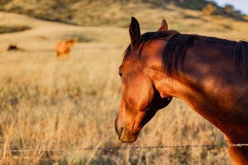 Horses in paddock bathed in golden afternoon light - Australian Stock Image