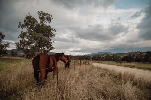 Horses in paddock on cloudy day - Australian Stock Image
