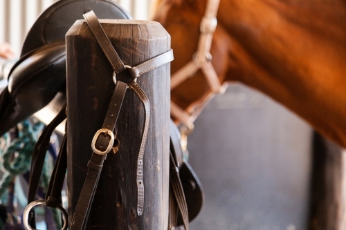 Horses leather bridle on post in stable - Australian Stock Image