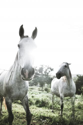 Horses on the farm - Australian Stock Image