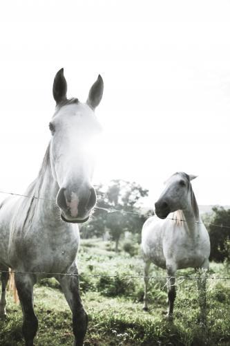 Horses on the farm