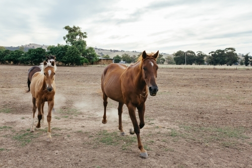 Horses running for dinnertime on a NSW farm - Australian Stock Image