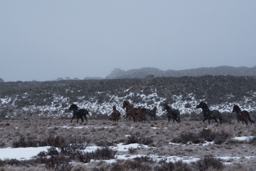 Horses running over snow covered plain - Australian Stock Image