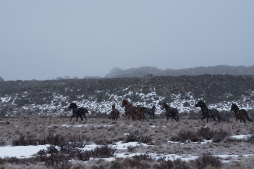 Horses running over snow covered plain