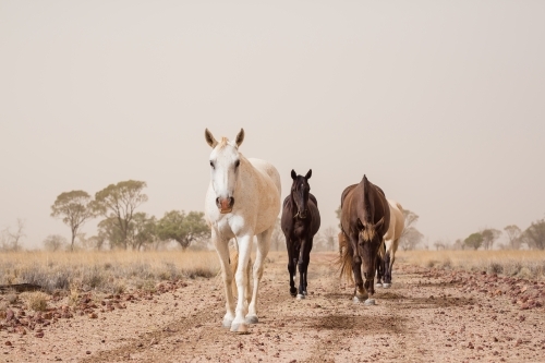 Horses walking in dust storm - Australian Stock Image
