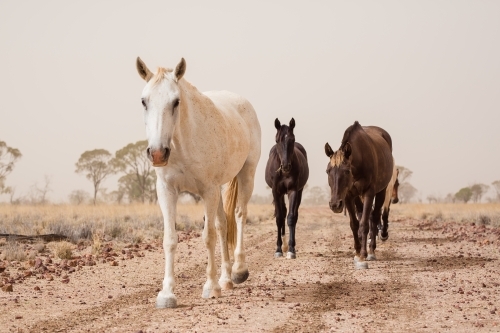 Horses walking on a dirt track - Australian Stock Image