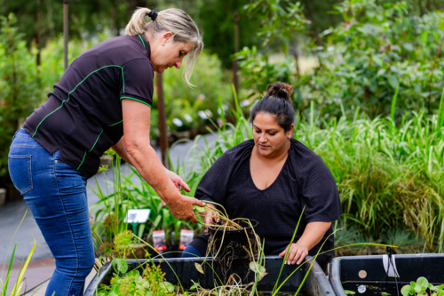 Horticulturalist woman looking through pond for water plants in nursery garden with customer - Australian Stock Image