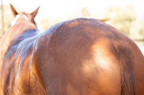 Hosing down a stockhorse - Australian Stock Image