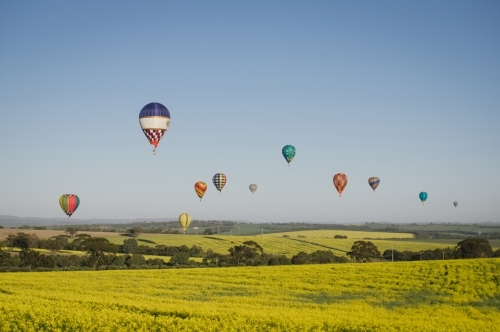 Hot air balloons over a flowering canola crop in the Avon Valley in Western Australia
