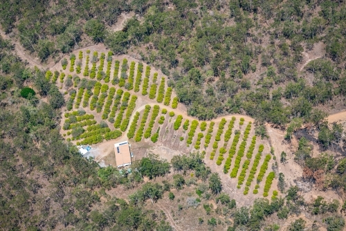 House on a mango plantation - Australian Stock Image