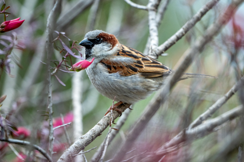 House sparrow perched among jasmine branches - Australian Stock Image