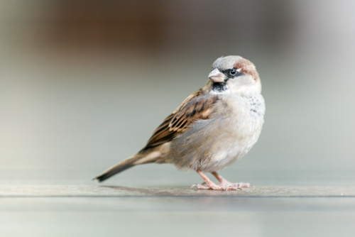 House sparrow standing on a smooth surface - Australian Stock Image