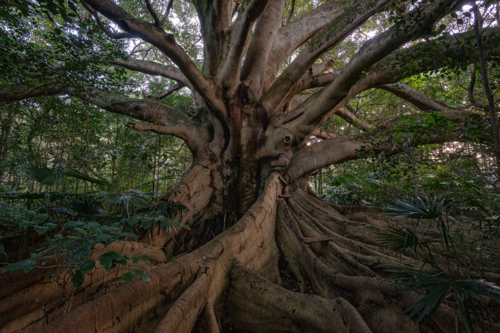 Huge ficus tree with thick trunk and branches - Australian Stock Image