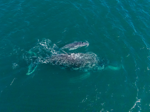 Humpback and Calf from above - Australian Stock Image