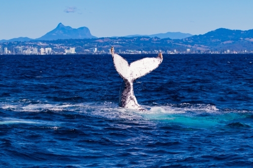 Humpback peduncle throw and Mt Warning - Australian Stock Image