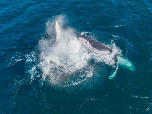 Humpback splashing from above - Australian Stock Image