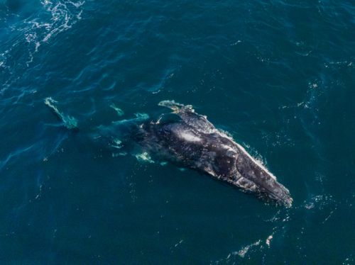 Humpback splashing from above - Australian Stock Image