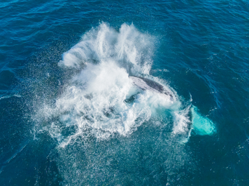 Humpback splashing in ocean from above - Australian Stock Image