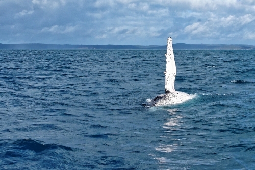 Humpback whale adult surfacing (Megaptera novaeangliae) - Australian Stock Image