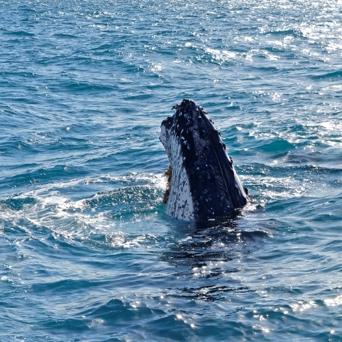 Humpback whale adult surfacing (Megaptera novaeangliae), Hervey Bay - Australian Stock Image