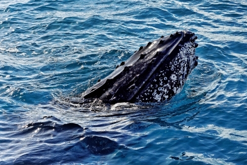 Humpback whale adult surfacing (Megaptera novaeangliae), Hervey Bay - Australian Stock Image