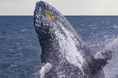 Humpback Whale breach up close - Australian Stock Image