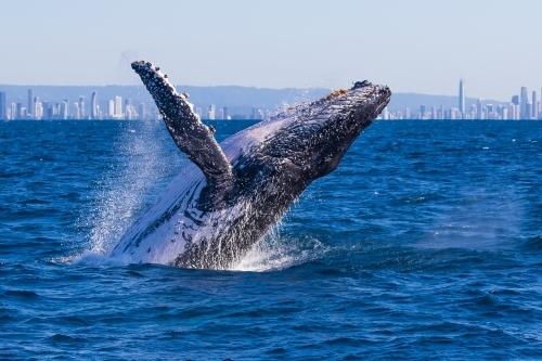 Humpback whale breaching - Australian Stock Image