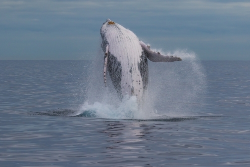 Humpback Whale Breaching - Australian Stock Image