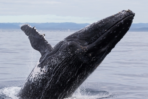 Humpback Whale Breaching - Australian Stock Image