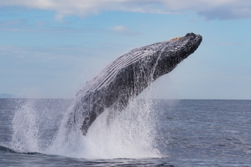 Humpback Whale breaching - Australian Stock Image