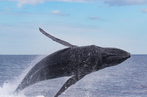 Humpback Whale breaching - Australian Stock Image