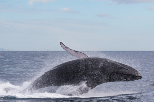 Humpback Whale breaching - Australian Stock Image