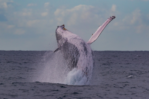 Humpback Whale breaching - Australian Stock Image