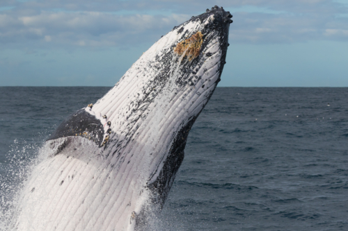 Humpback Whale breaching - Australian Stock Image
