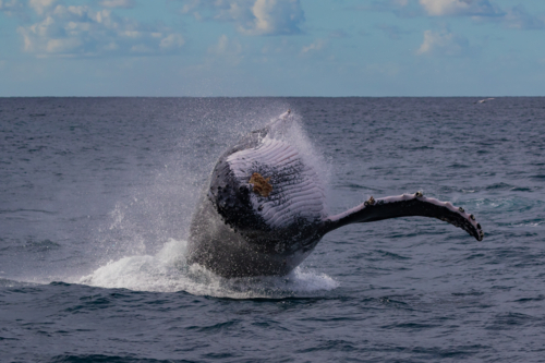 Humpback Whale breaching - Australian Stock Image