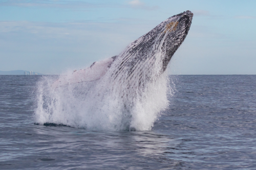 Humpback Whale breaching - Australian Stock Image