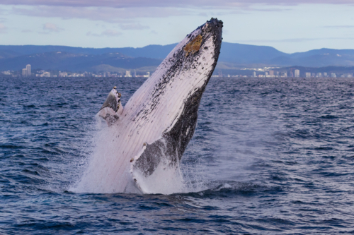 Humpback Whale breaching - Australian Stock Image