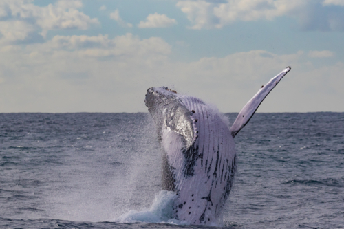 Humpback Whale breaching - Australian Stock Image