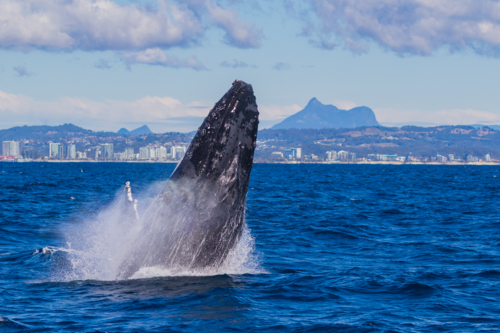 Humpback Whale Breaching in front of Mt Warning - Australian Stock Image