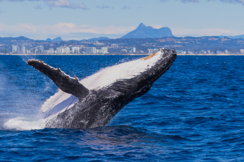 Humpback Whale Breaching in front of Mt Warning - Australian Stock Image