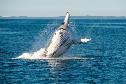 Humpback whale breaching in open ocean. - Australian Stock Image