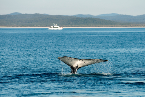 Humpback whale breaching in open ocean. - Australian Stock Image