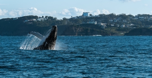 Humpback Whale Breaching off the Coastline