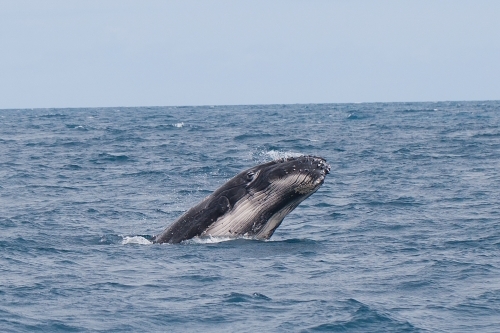 Humpback Whale in the ocean - Australian Stock Image