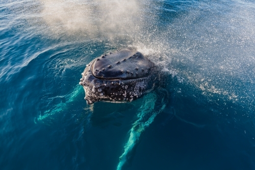 Humpback whale mugging boat in a glassy ocean - Australian Stock Image