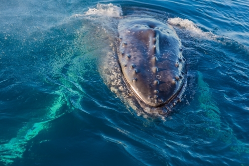 Humpback whale mugging boat in a glassy ocean