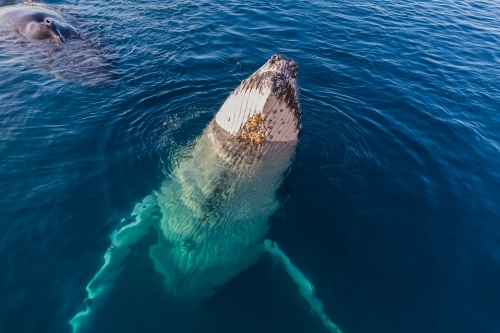 Humpback whale mugging boat in glassy water - Australian Stock Image