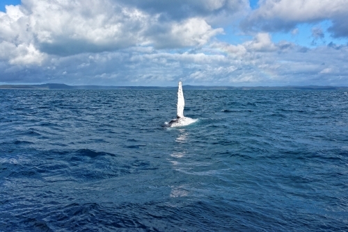 Humpback whale surfacing, showing fin (Megaptera novaeangliae) - Australian Stock Image